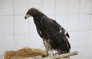 Bitkin halde bulunan kaya kartalı korumaya alındı