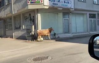 Boğa önde vatandaşlar arkada