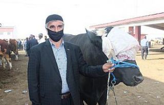 Boğa ’Trump’ın fiyatı 24 bin TL