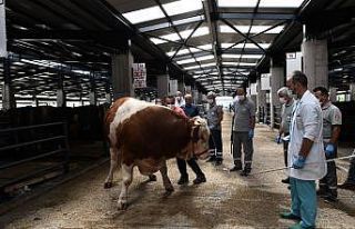 Boğalar bu timden kaçamayacak