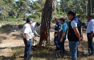 Bölge Müdürü Akduman, Tarsus ormanlarında inceleme...