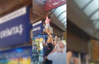 Boynuna ip dolanan kedi, boğulmaktan son anda kurtuldu