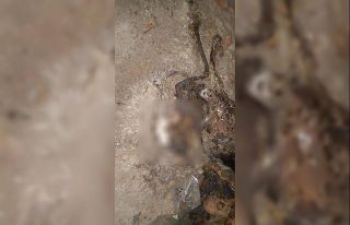 Bursa’da bir inşaatta kediyi yaktılar