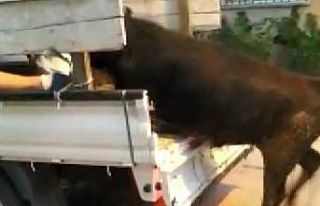 Bursa’da kaçan danalar ortalığı bir birine kattı
