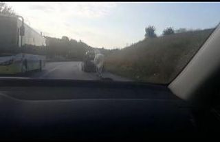 Bursa’da tepki çeken görüntü... Atı araca bağlayıp...
