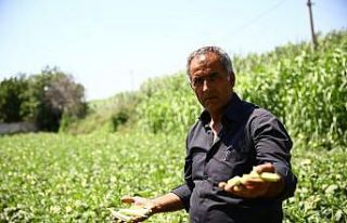 Büyükşehir Belediyesi 5 ton bamya satın aldı