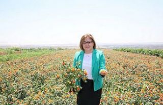 Büyükşehir’den aspir üretimi için önemli adım