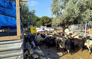 Büyükşehir’den Mudanya’da kara sinekle mücadele
