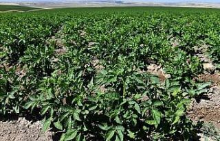 Büyükşehir’e ait tarım arazilerinde hasat için...