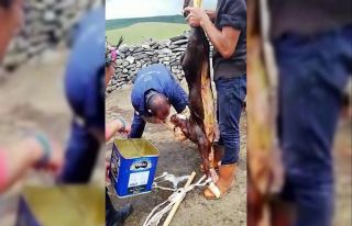 Buzağıyı suni teneffüs yaparak kurtardı