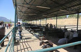 Çameli’de hayvan pazarında yoğunluk başladı