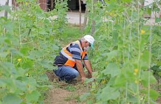 Çarşamba Belediyesi kendi sebzesini üretiyor