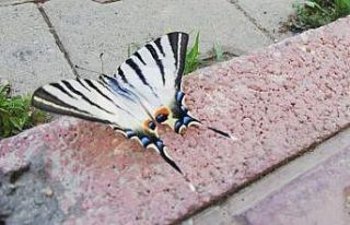 Çelikhan’da zebra çatal kuyruklu kelebek görüldü