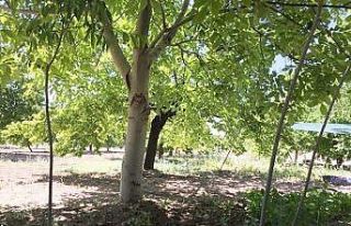 Ceviz ağacındaki "baykuş" figürü görenleri...