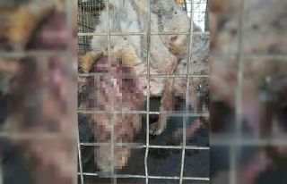 Ceyhan’da hayvanseverleri üzen görüntü