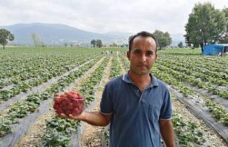 Çilek tarlasında okuduğu türkülerle işçileri...