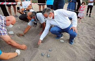 Çıralı sahilinde carettaların yuva açılışı...