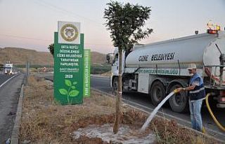 Cizre’de ağaçlar düzenli olarak sulanıyor