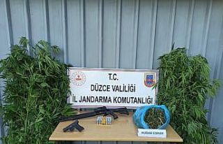 Cumayeri’nde yasa dışı kenevir operasyonu