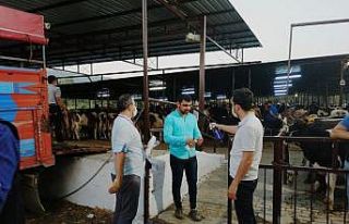 Dalama Hayvan Pazarı’nda pandemi tedbirleri sürüyor