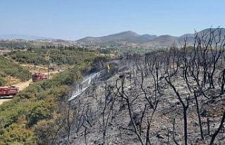 Datça’daki yangında 2 dönüm makilik alan zarar...