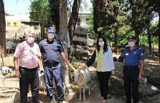 Denizli’nin Çal ilçesinde kurban satış yerleri...