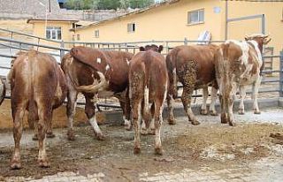 Deprem bölgesi Elazığ’da kurbanlıklar pazara...