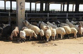 Diyarbakır’da hayvan satış ve kesim şartları...