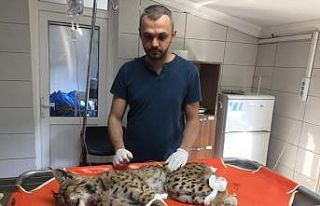 Doğada zehirlenen vaşak tedavi altına alındı