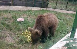 Doğal ortamda şifa buluyorlar
