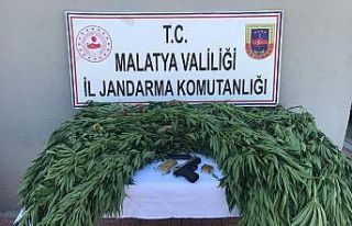 Doğanşehir’de jandarmadan kenevir operasyonu