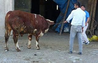 Doğu’dan batıya kurbanlık sevkıyatı