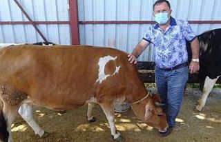 Doğuştan ay yıldız motifli 350 kilogramlık kurbanlık...