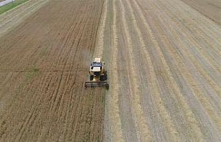 Dolu yağışları buğday ve arpa verimini yarı...