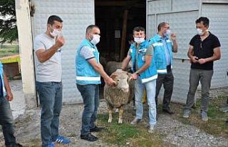 Dumlupınar’da 48 vatandaşa 71 koç dağıtıldı