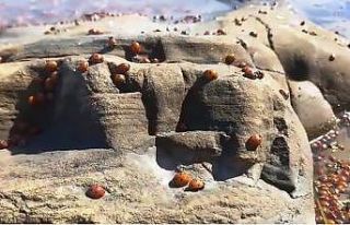 Dünyanın ilk ve tek sakin adası Gökçeada’dan...