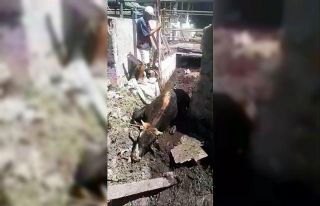 Düştüğü bataklıktan itfaiye kurtardı