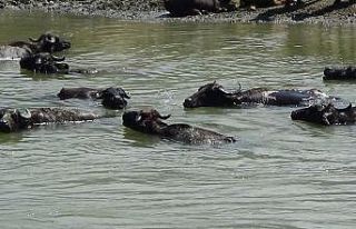 Düzce’de sıcak havadan bunalan mandalar, çamur...