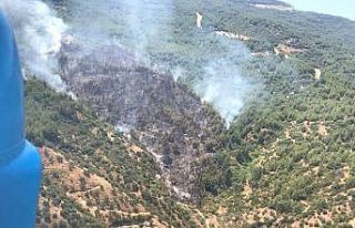 Efeler Yeniköy’de orman yangını