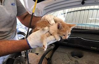 Elazığ’da aracın far kısmına girip sıkışan...