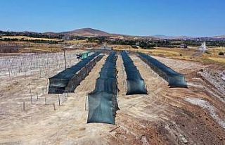 Elazığ’da kurban satış ve kesim yerleri hazırlanıyor