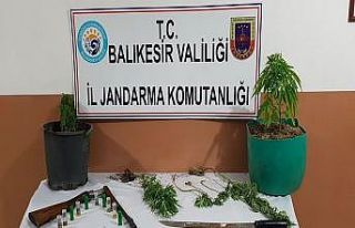 Erdek’te 8 kök kenevir ele geçirildi