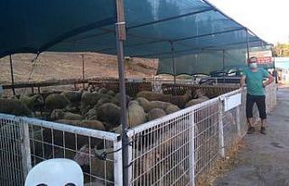 Erdek’te kurban kesim kuralları belli oldu