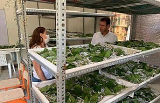 Eryılmaz: "İpek böcekçiliği yapmak isteyenlere...