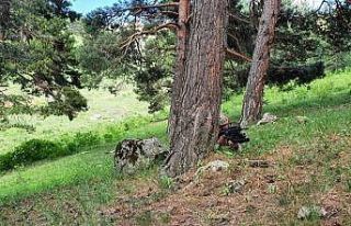 Erzurum’da yakalanan 2 terörist adliyeye sevk edildi