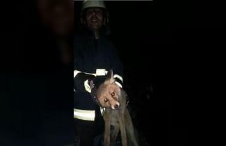 Eski taş değirmen kuyusuna düşen yavru tilkiyi...