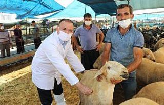 Et ve Süt Kurumu elde kalan kurbanlıkları alacak