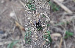Etçil çağaboğan çekirgesi Bitlis’te görüldü