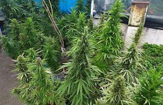 Evinin teras katını esrar bahçesine çevirmiş