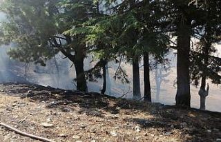 Feke’de orman yangını